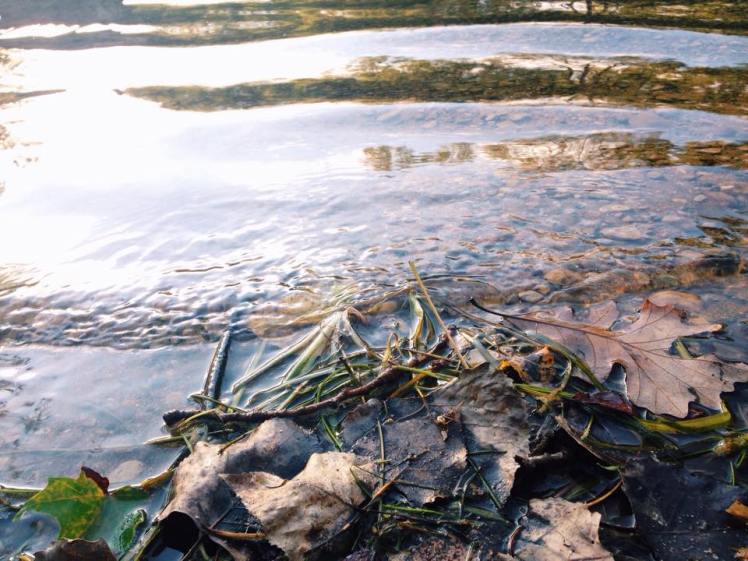 11995513_10153530035878886_896974231_n