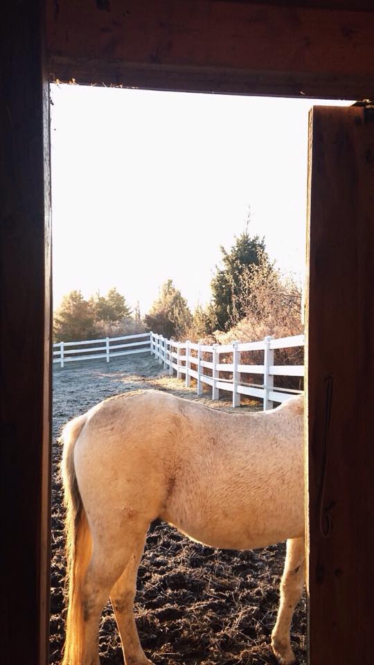 12319528_10153684737818886_242615176_n