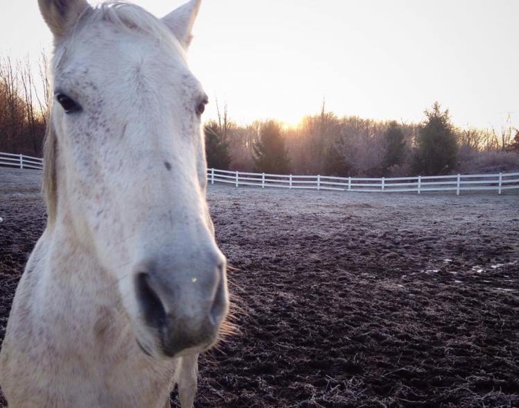 12336406_10153684763058886_77197606_n